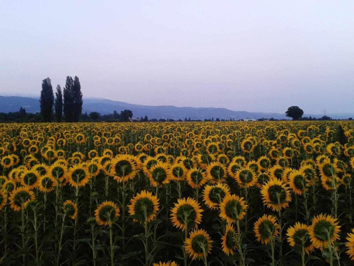Appartamenti Con Cucina Nelle Colline Toscane Анґ'ярі Екстер'єр фото